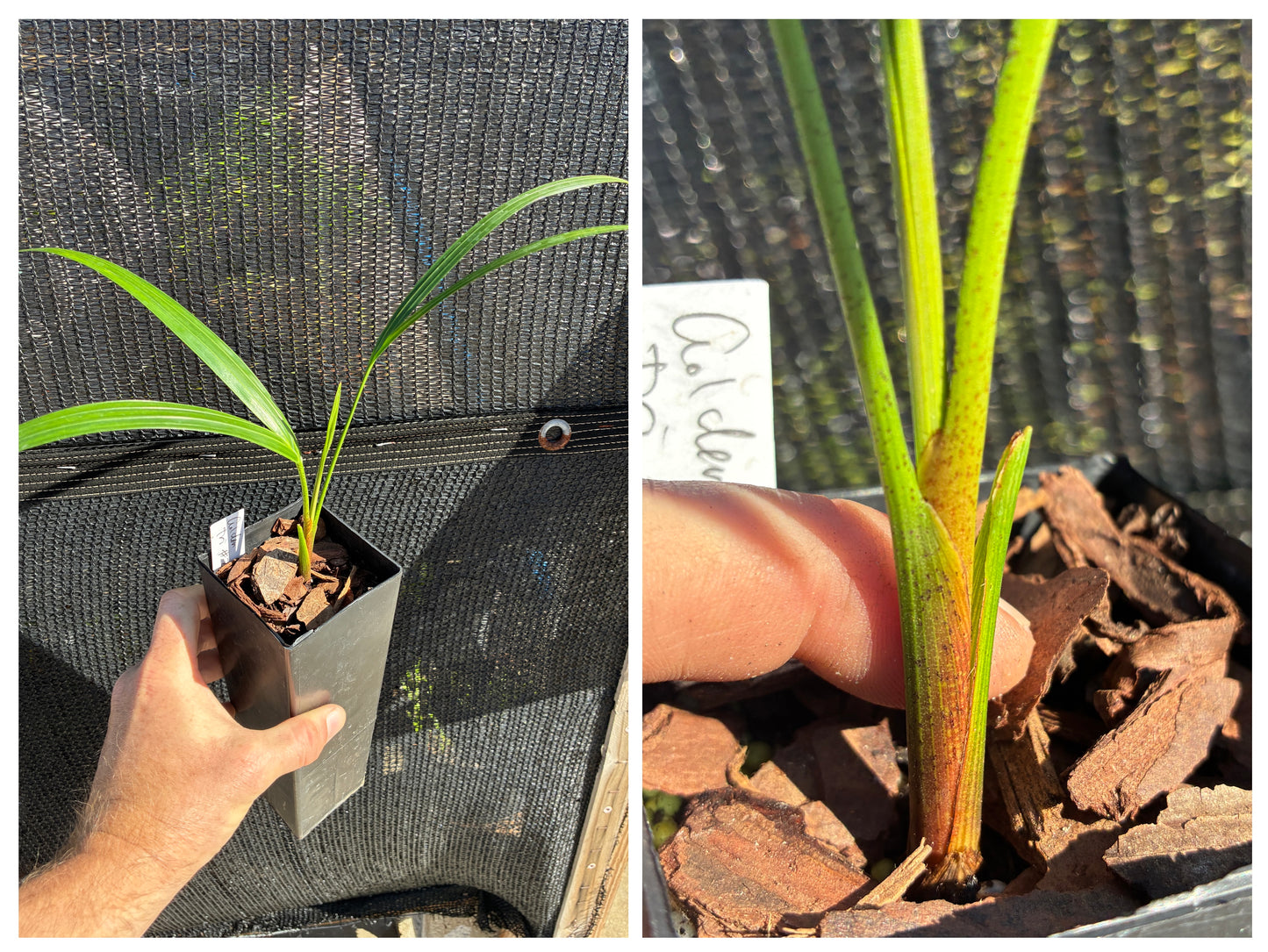 Golden Triangle Palm- Dypsis lutescens x decaryi- Golden Cane Hybrid Areca Tree
