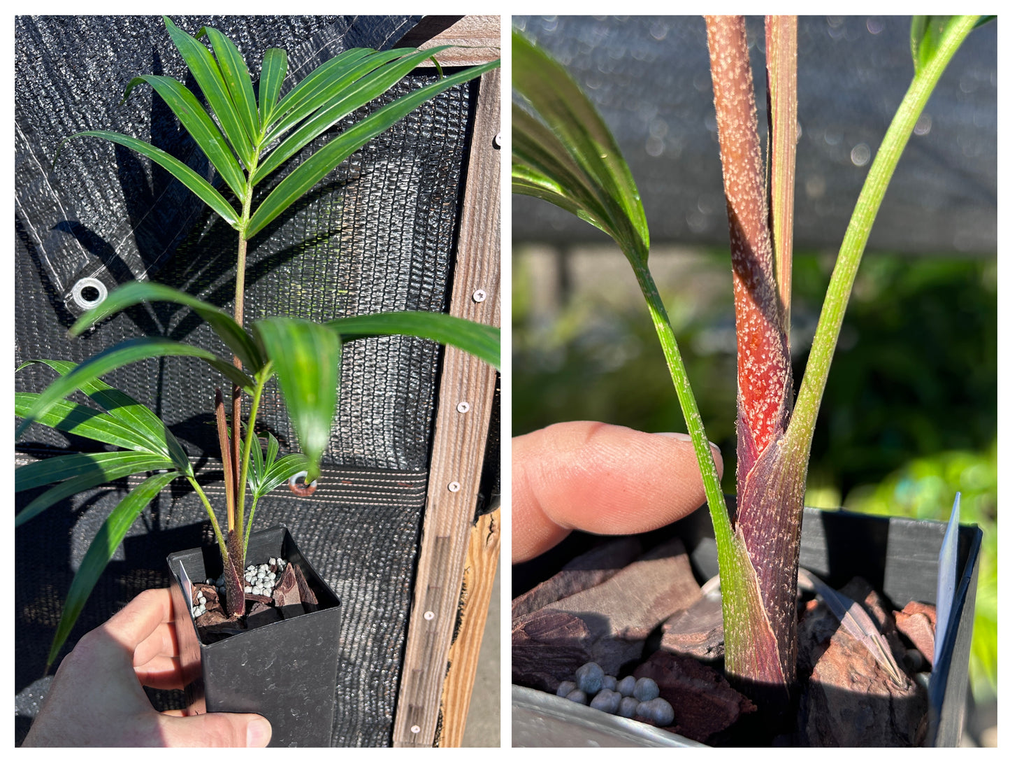 Fuzzy Cabada Palm- Dypsis cabadae x leptocheilos- RED & BLUE Stems! Cabada Teddybear Hybrid