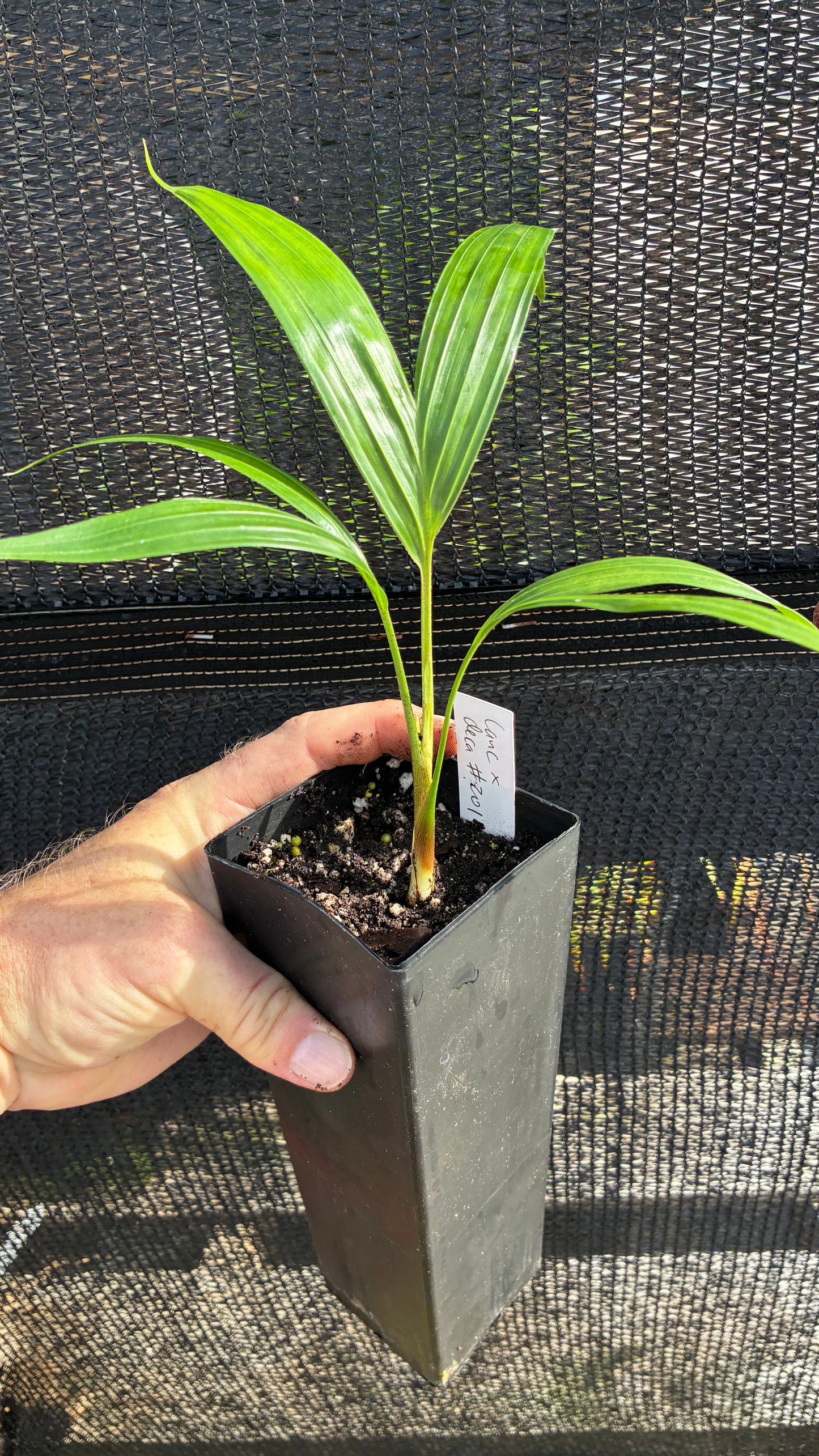 Comoro Triangle Palm Dypsis lanceolata x decaryi live tree FIRST TIME OFFERING
