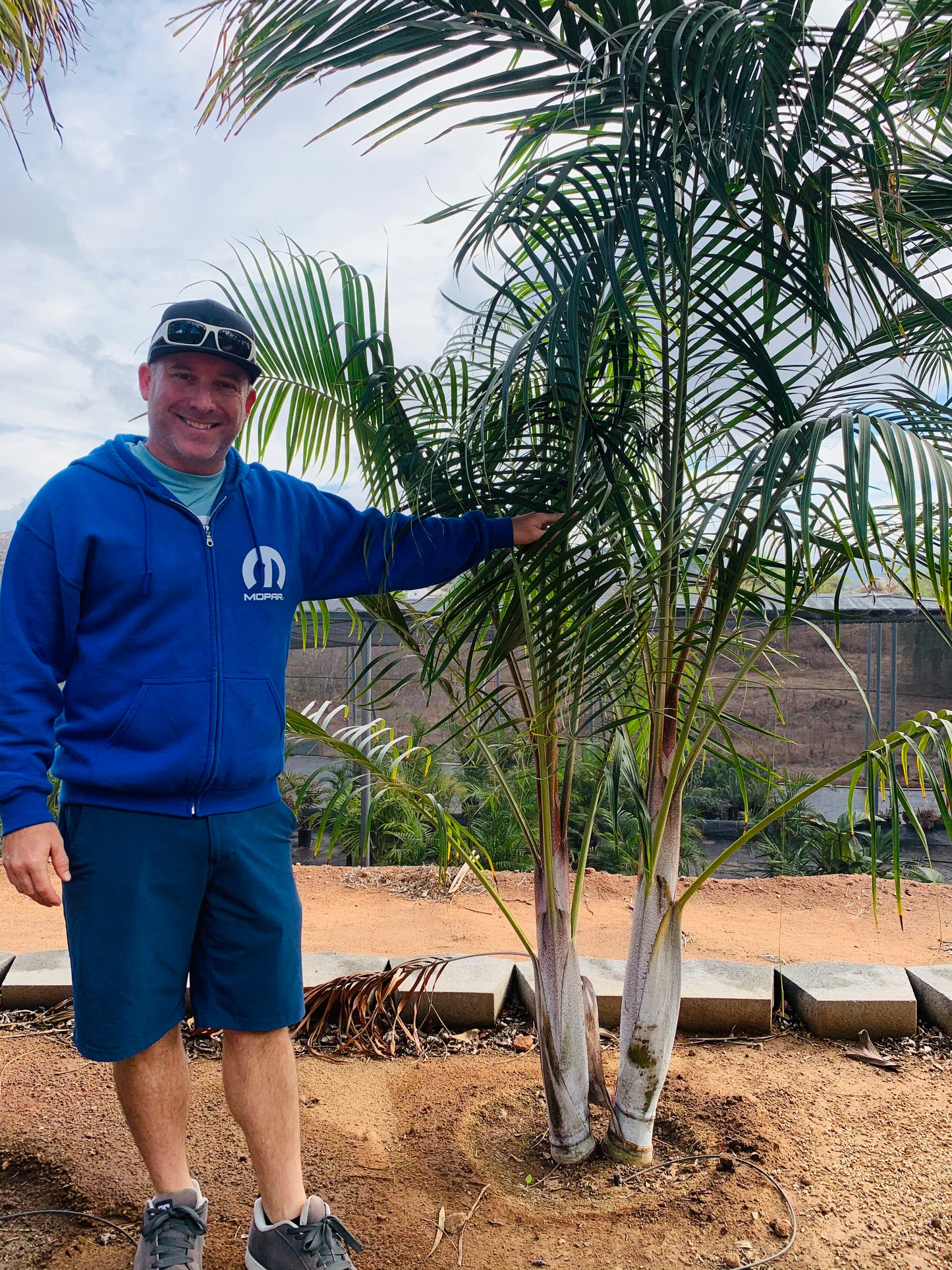 Golden Triangle Palm (Chrysalidocarpus lutescens x decaryi; Dypsis lutescens x decaryi)