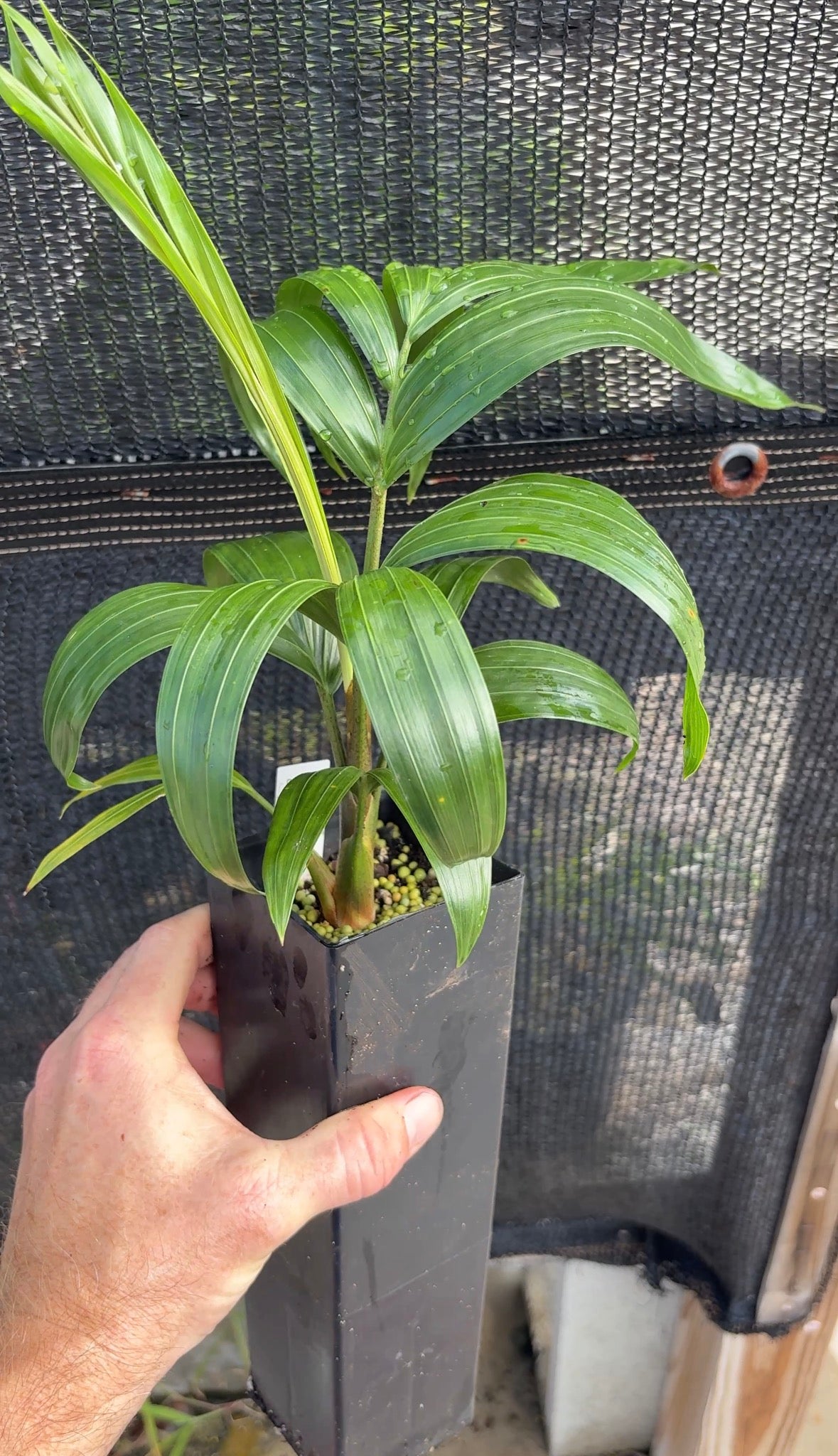 Comoro Triangle Hybrid (C. lanceolatus x decaryi) live Dypsis palm tree Lanceolata