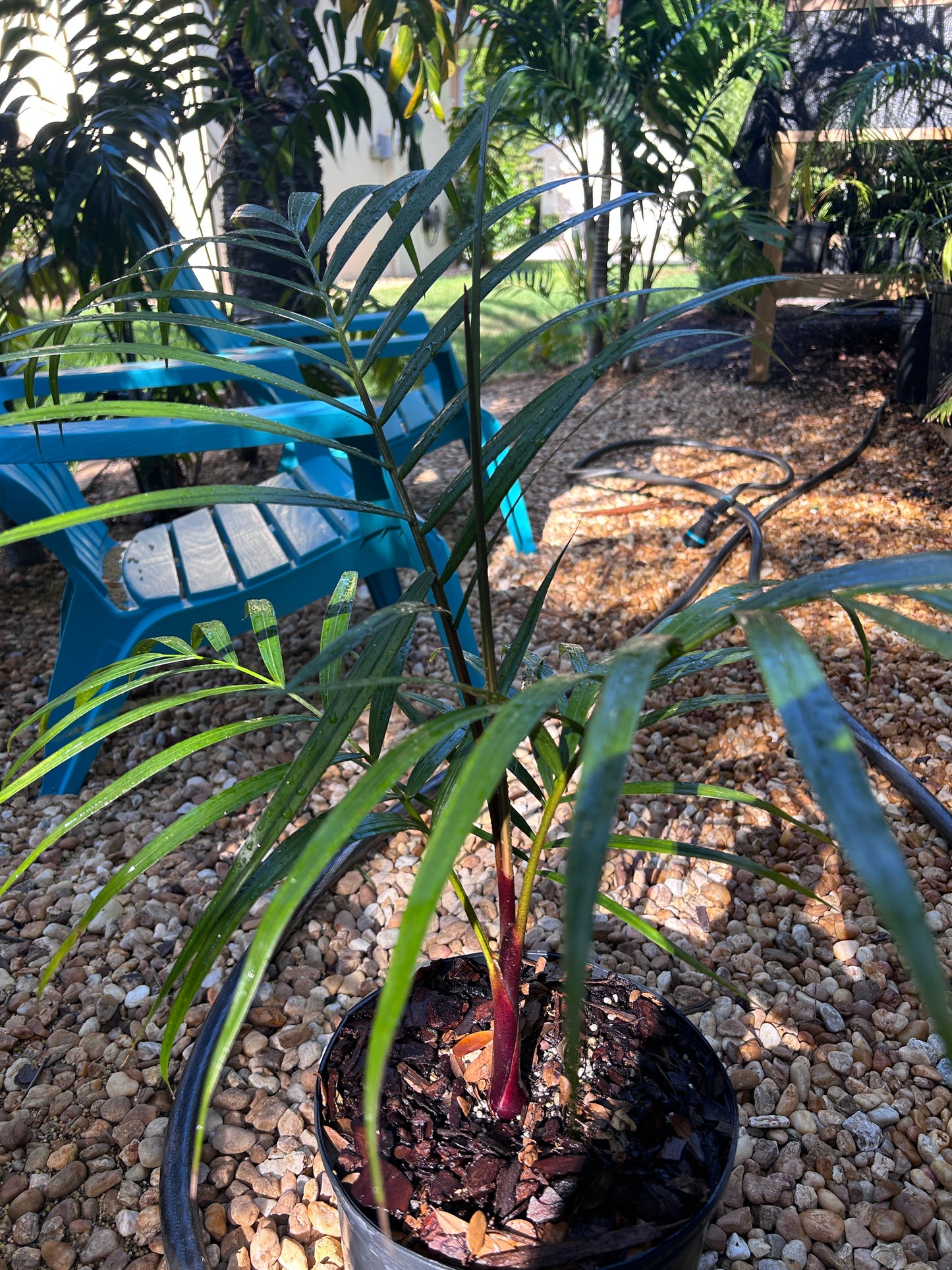 Sandy Bear Palm RARE Hybrid- Dypsis psammophila x leptocheilos *LIMITED* tree