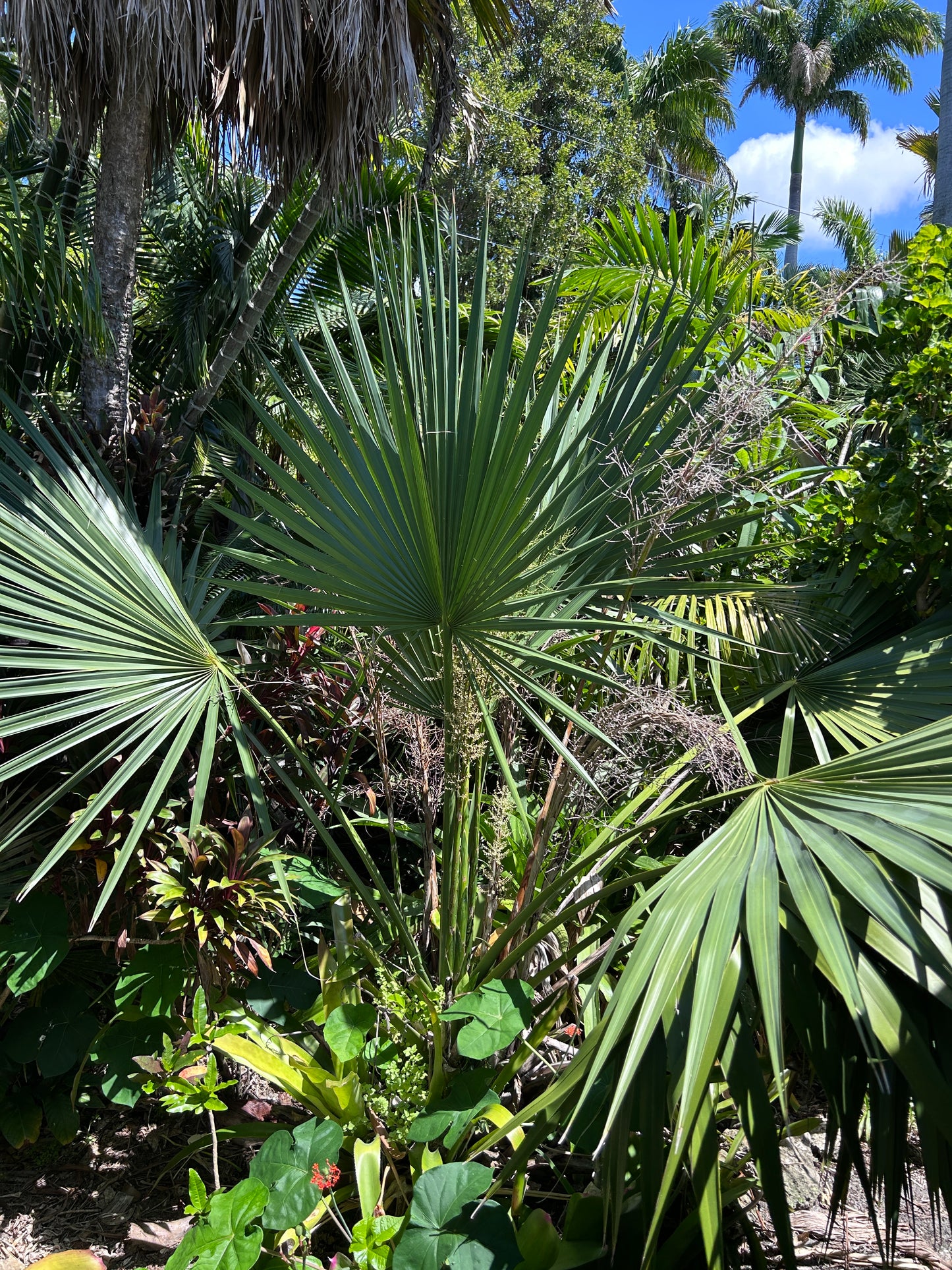 Sabal x brozoriensis (AVAILABLE SUMMER) live frost hardy Texas Palmetto hybrid cabbage palm