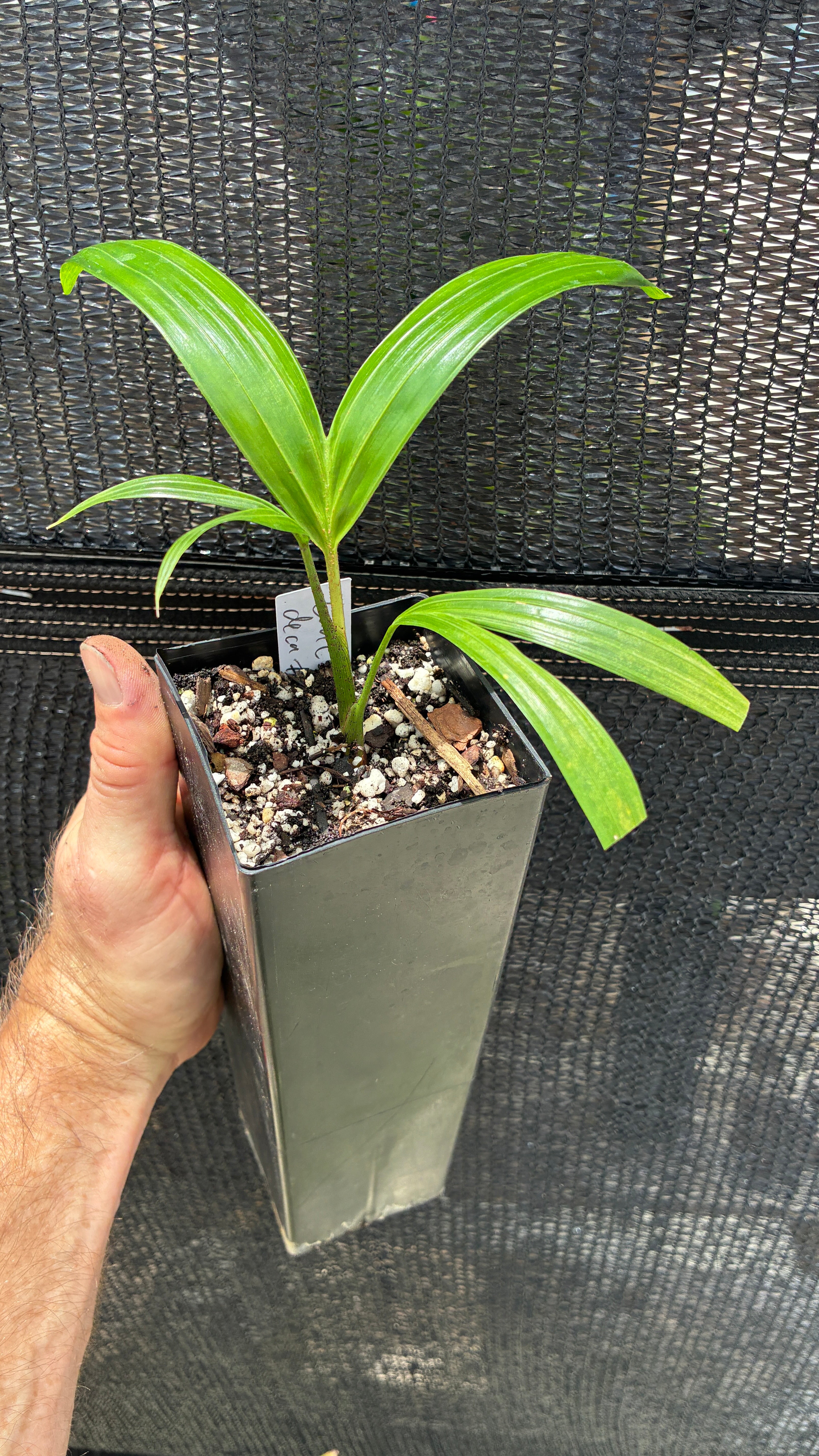 ③the_palms_nursery NEW* Comoro Triangle Palm Dypsis lanceolata x decaryi live tree