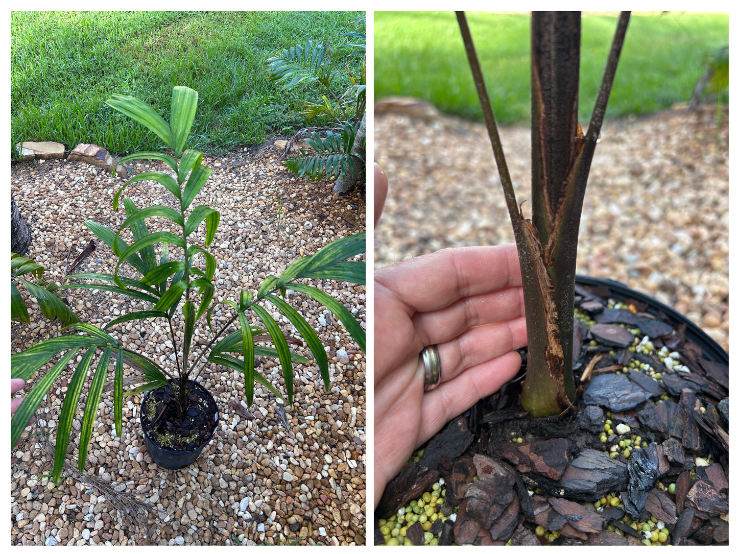 Reverse Foxy Lady Palm- Veitchia arecina x Wodyetia bifurcata hybrid EXTREMELY FAST tree!