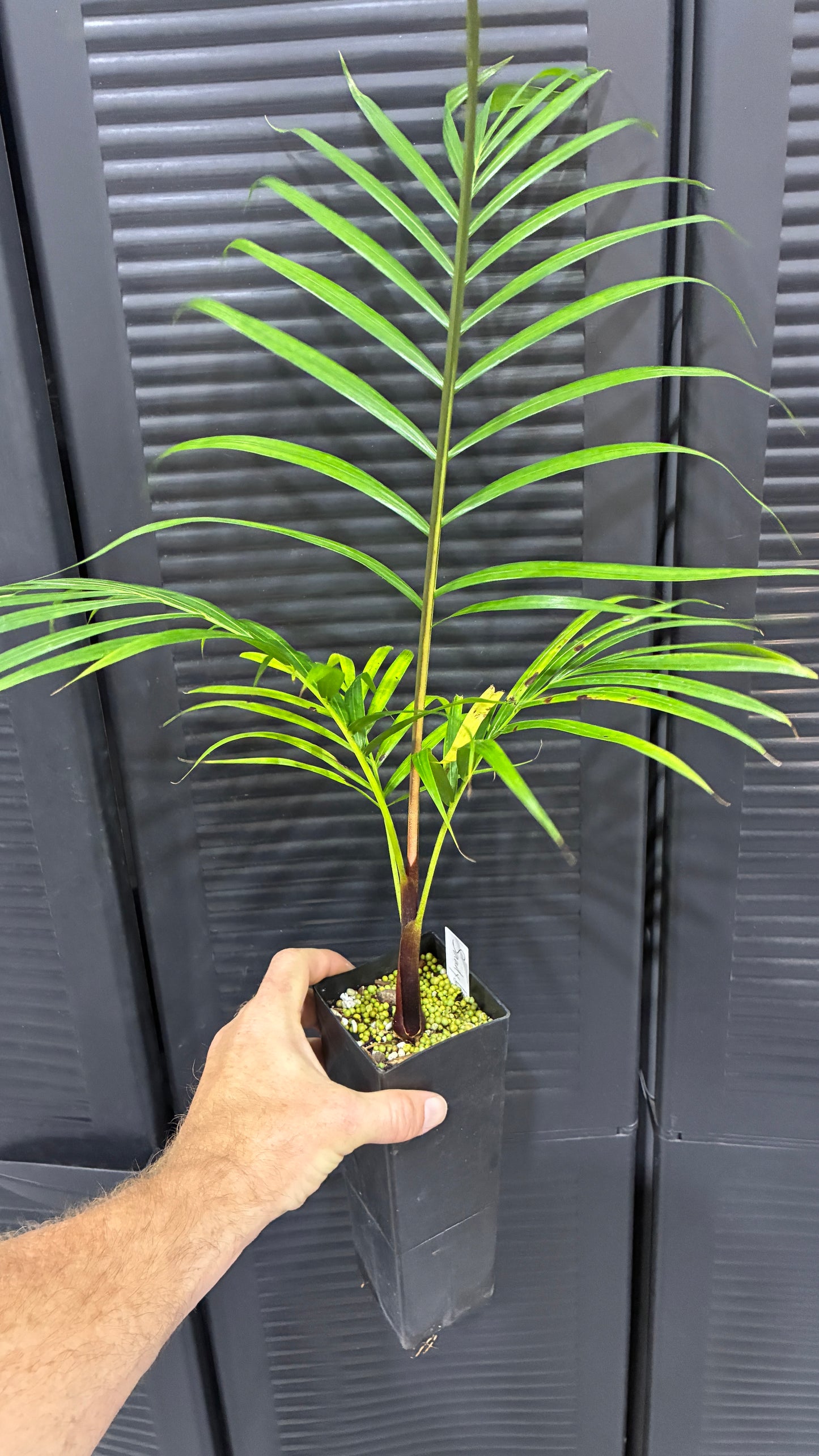 Sandy Bear Hybrid- Dypsis psammophila x leptocheilos RED STEM palm tree