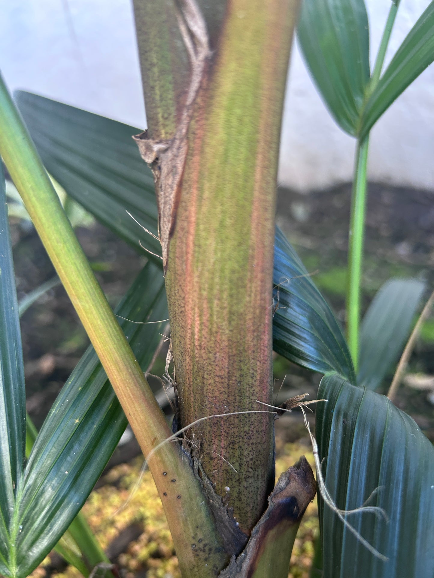Lipstick Palm 'Apple Form' (Cyrtostachys renda hybrid)