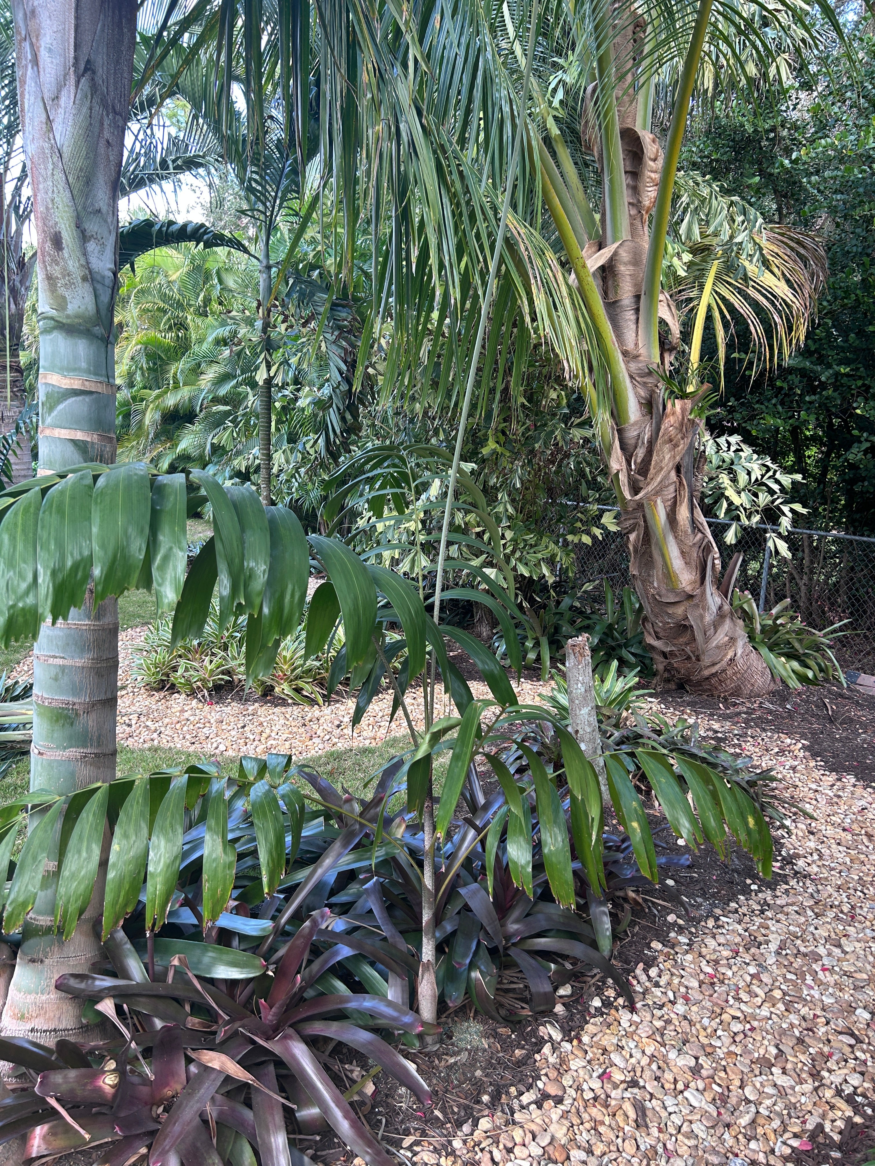 Foxy Lady Palm- Johannis Wodveitchia; Wodyetia bifurcata x