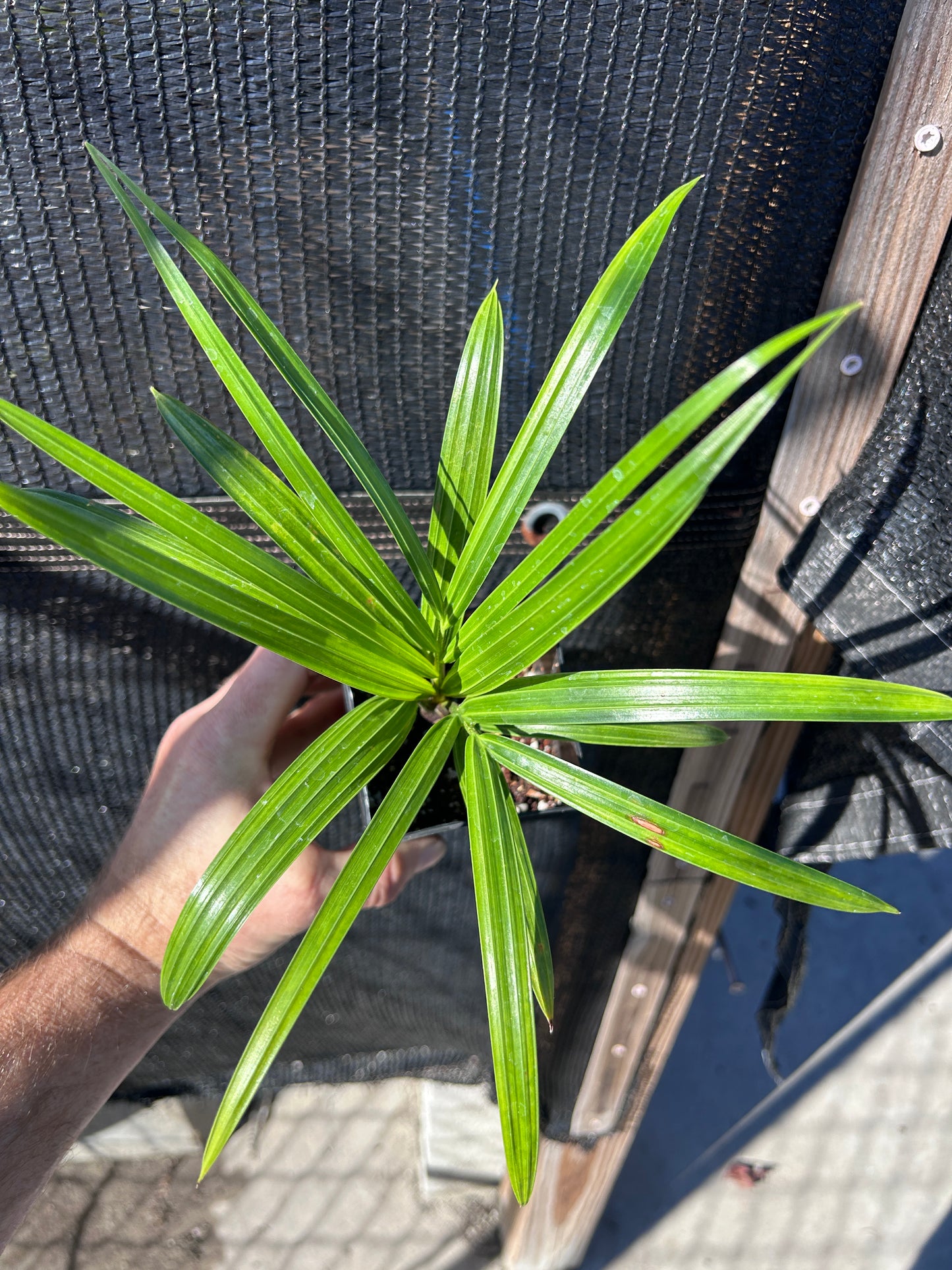 White Tiger Palm- Chrysalidocarpus (Dypsis) pembana x decaryi x leptocheilos- Rare triple-cross hybrid