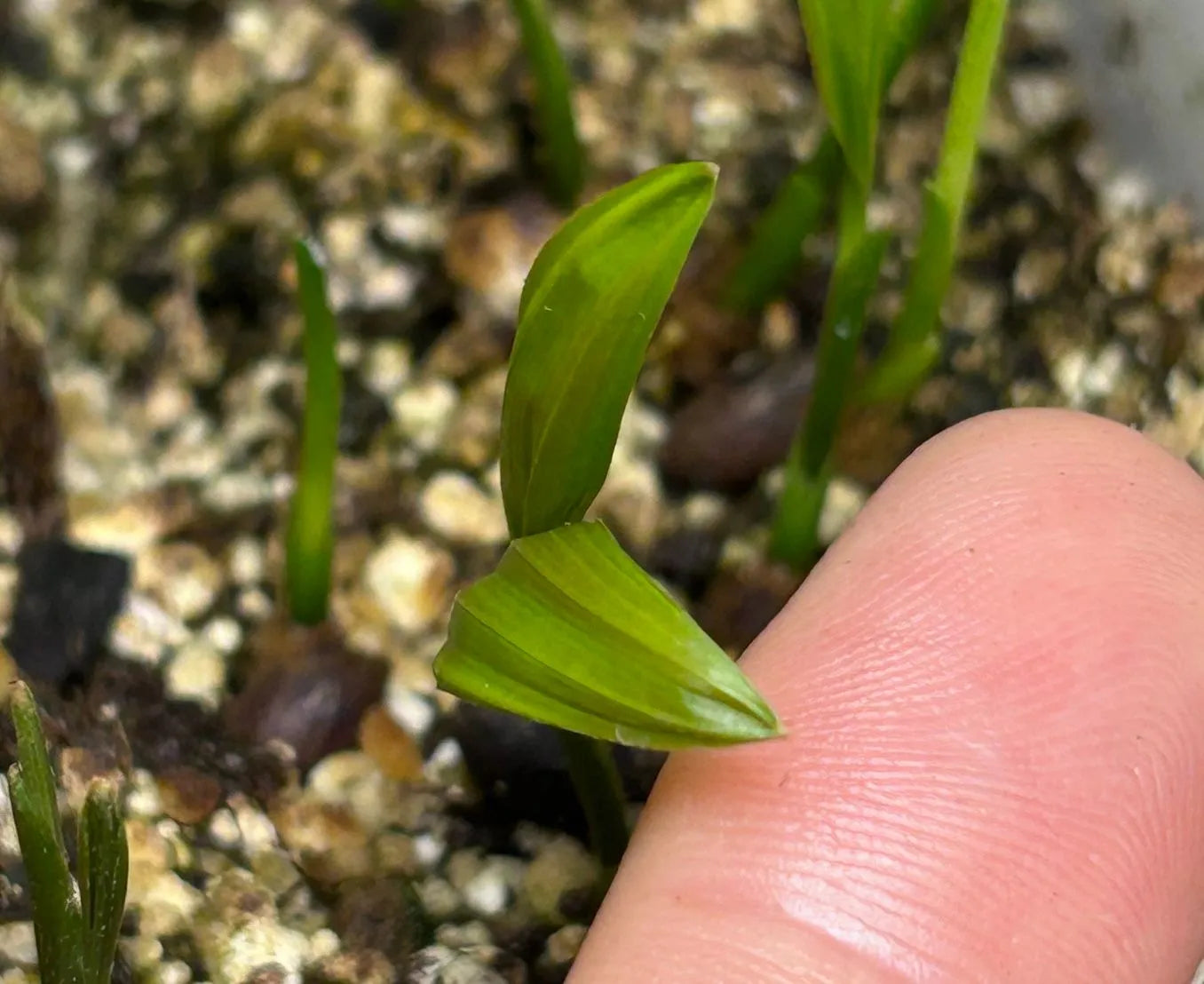 Sandy Bear Palm (Chrysalidocarpus psammophilus x leptocheilos; Dypsis psammophila x leptocheilos)