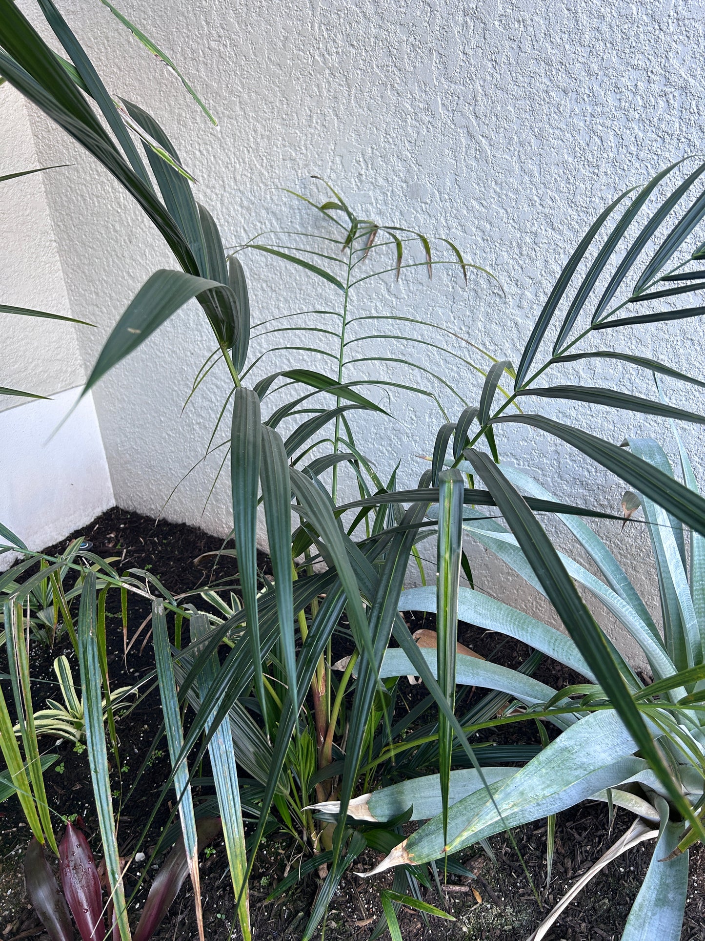 Lipstick Palm 'Apple Form' (Cyrtostachys renda hybrid)