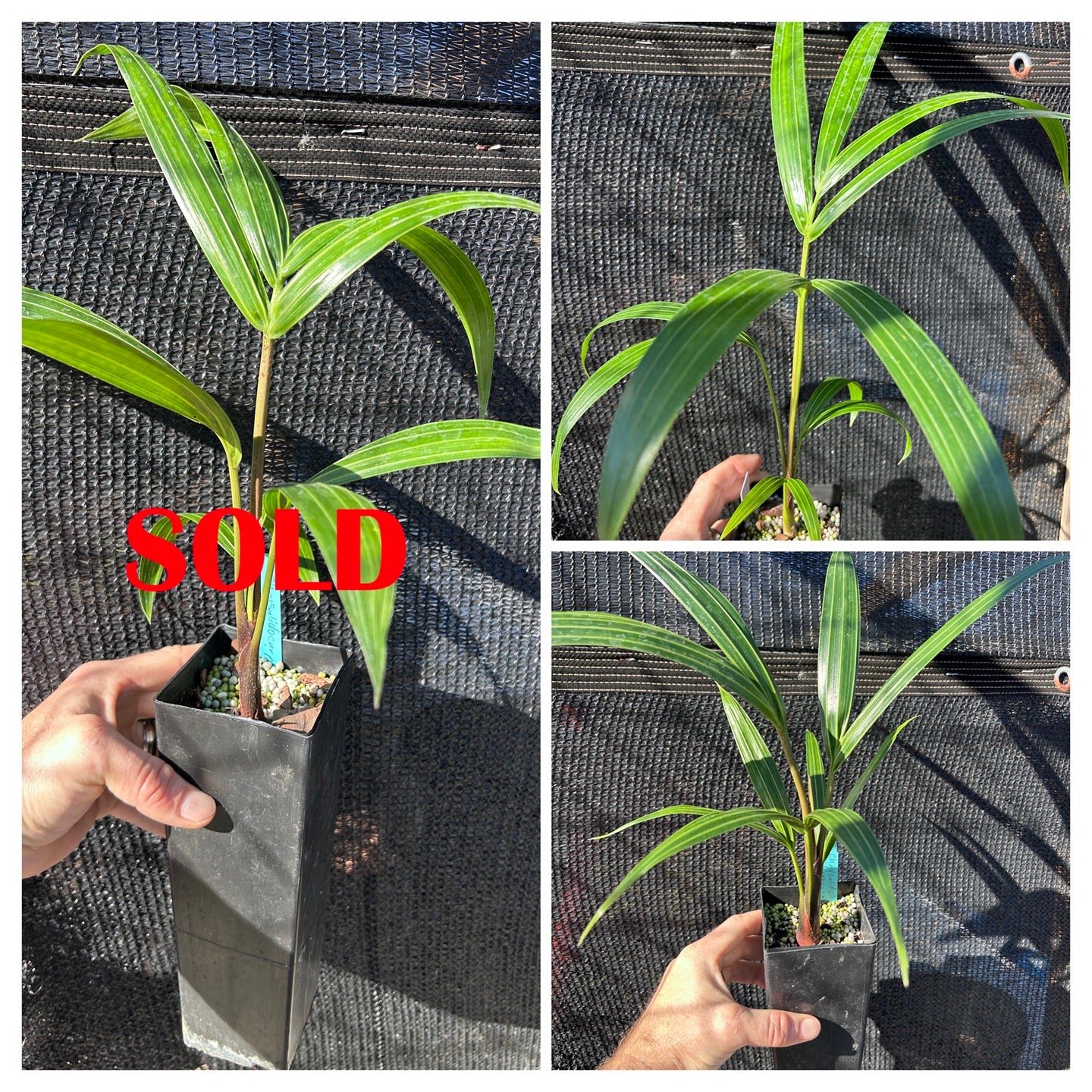 White Triangle Palm- Chrysalidocarpus (Dypsis) cabadae x decaryi