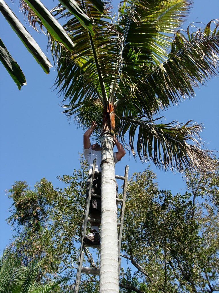 From flower to sellable palm- A hybrid's journey