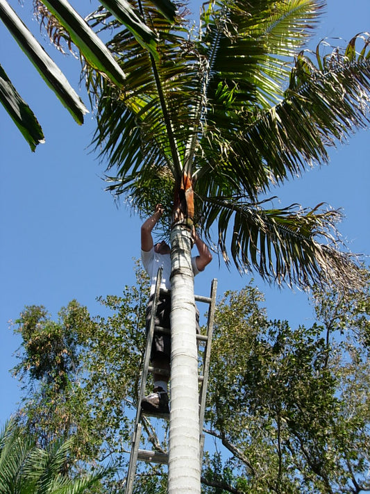 From flower to sellable palm- A hybrid's journey