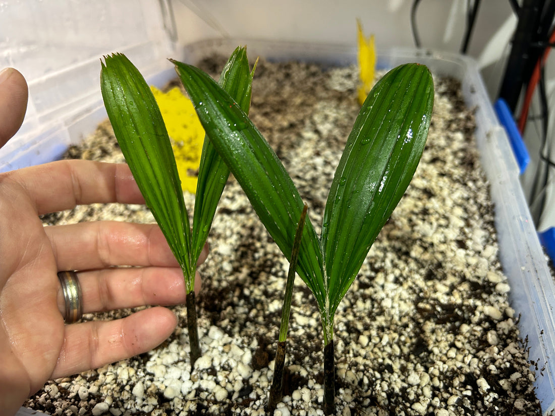 Lady Fox hybrid- as nice as the famous Foxy Lady?