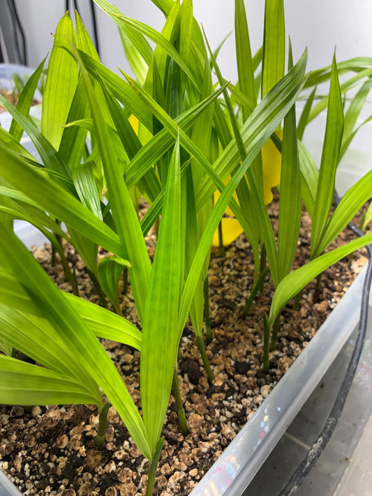 Comoro Triangle Palm *NEW*