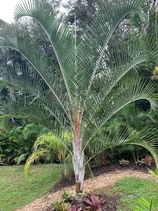 New Artificial Hybrids in Chrysalidocarpus (Arecaceae). Part 2. The Tri-Bana Palm: Chrysalidocarpus x pembacaryi