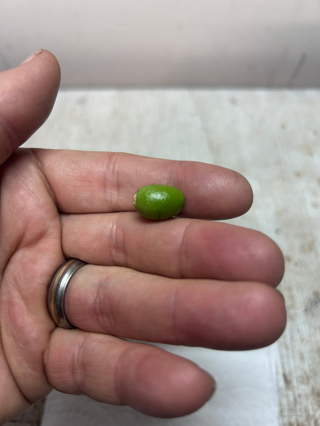 Comoro Tribear Hybrid seed update