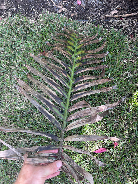 What's wrong with my palm tree? Diagnose common causes of leaf damage