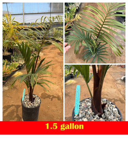 TriBear Palm; Red Triangle Palm (Chrysalidocarpus leptocheilos x decaryi; Chrysalidocarpus x leptocaryi)