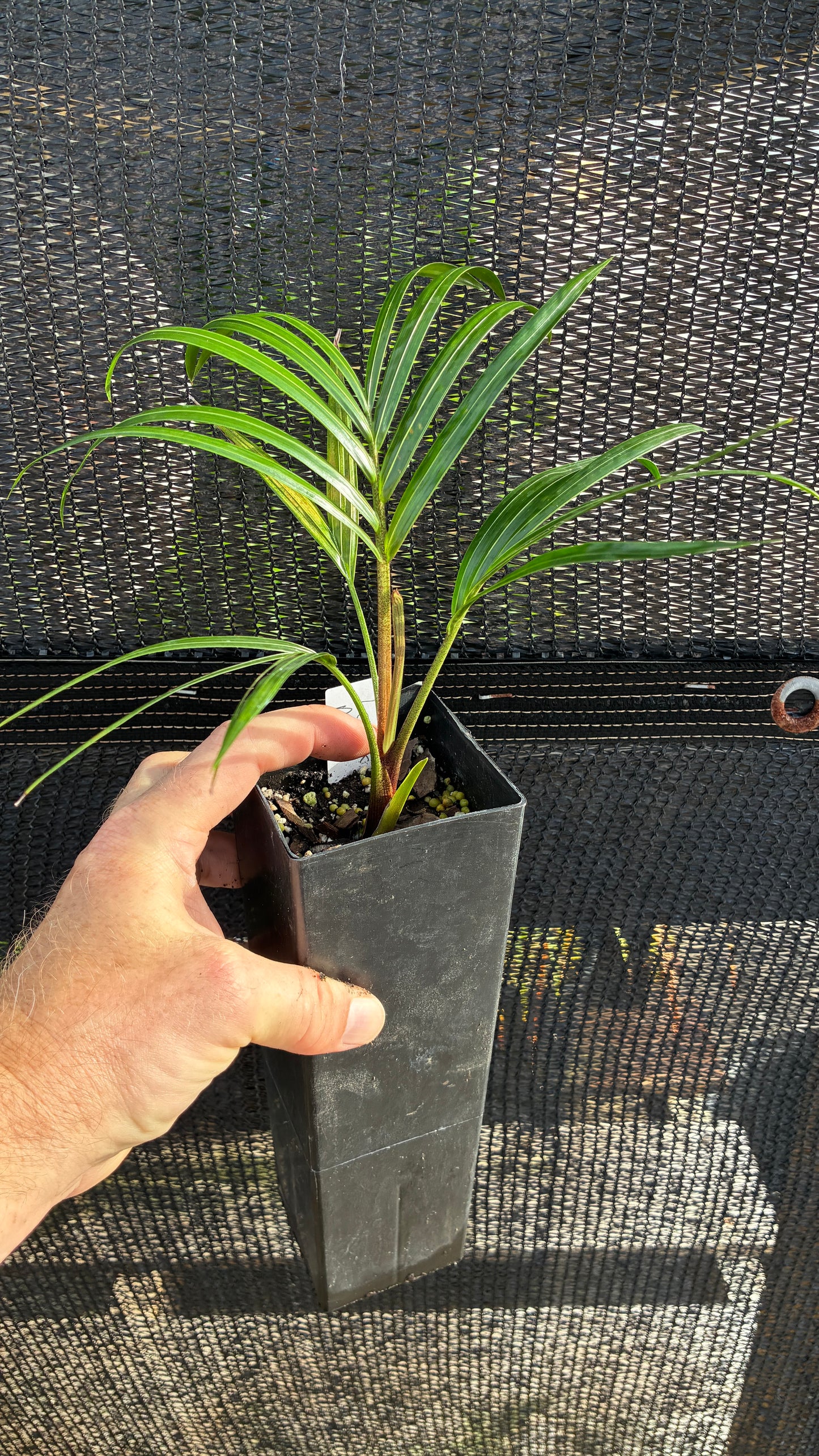 TriBear Palm; Teddy Bear Triangle Hybrid- Dypsis leptocheilos x decaryi rare collector's tree