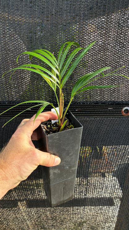 TriBear Palm; Teddy Bear Triangle Hybrid- Dypsis leptocheilos x decaryi rare collector's tree