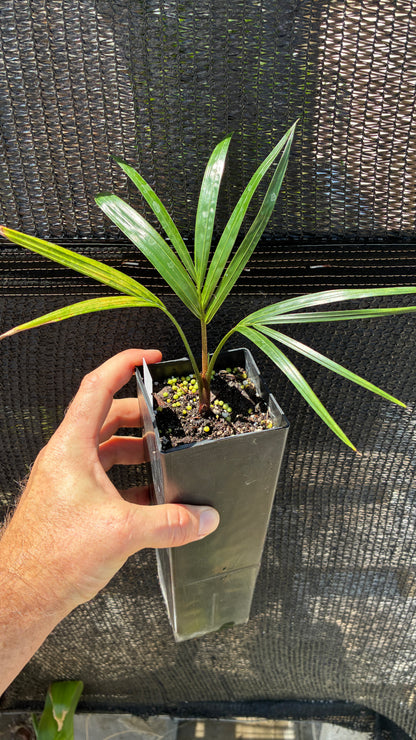 TriBear Palm; Teddy Bear Triangle Hybrid- Dypsis leptocheilos x decaryi rare collector's tree