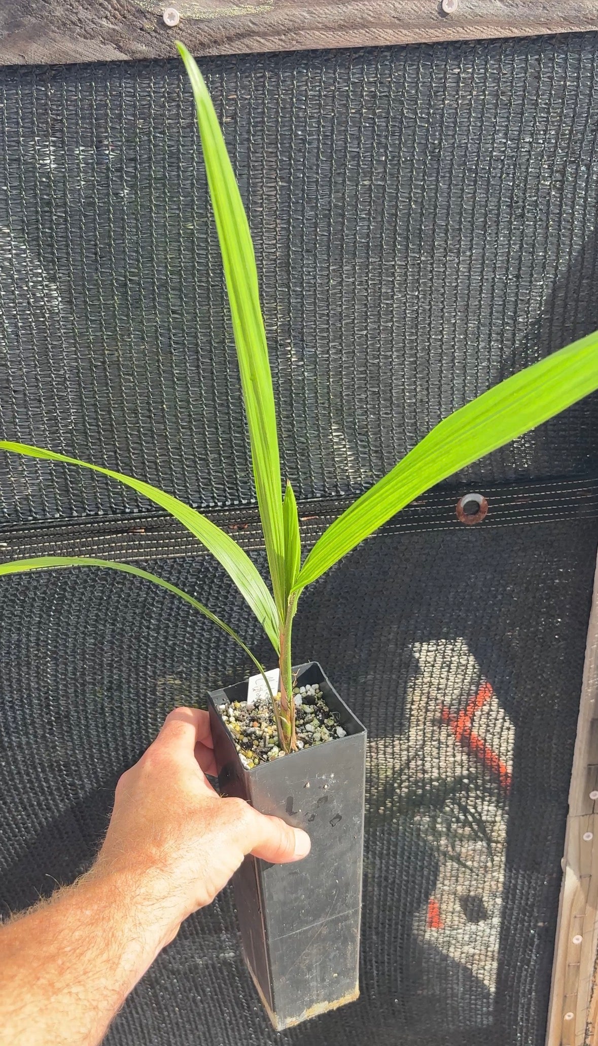 Hardy Mule Hybrid (xButiagrus 'Littoralis') live Butia x Syagrus palm tree COLD HARDY