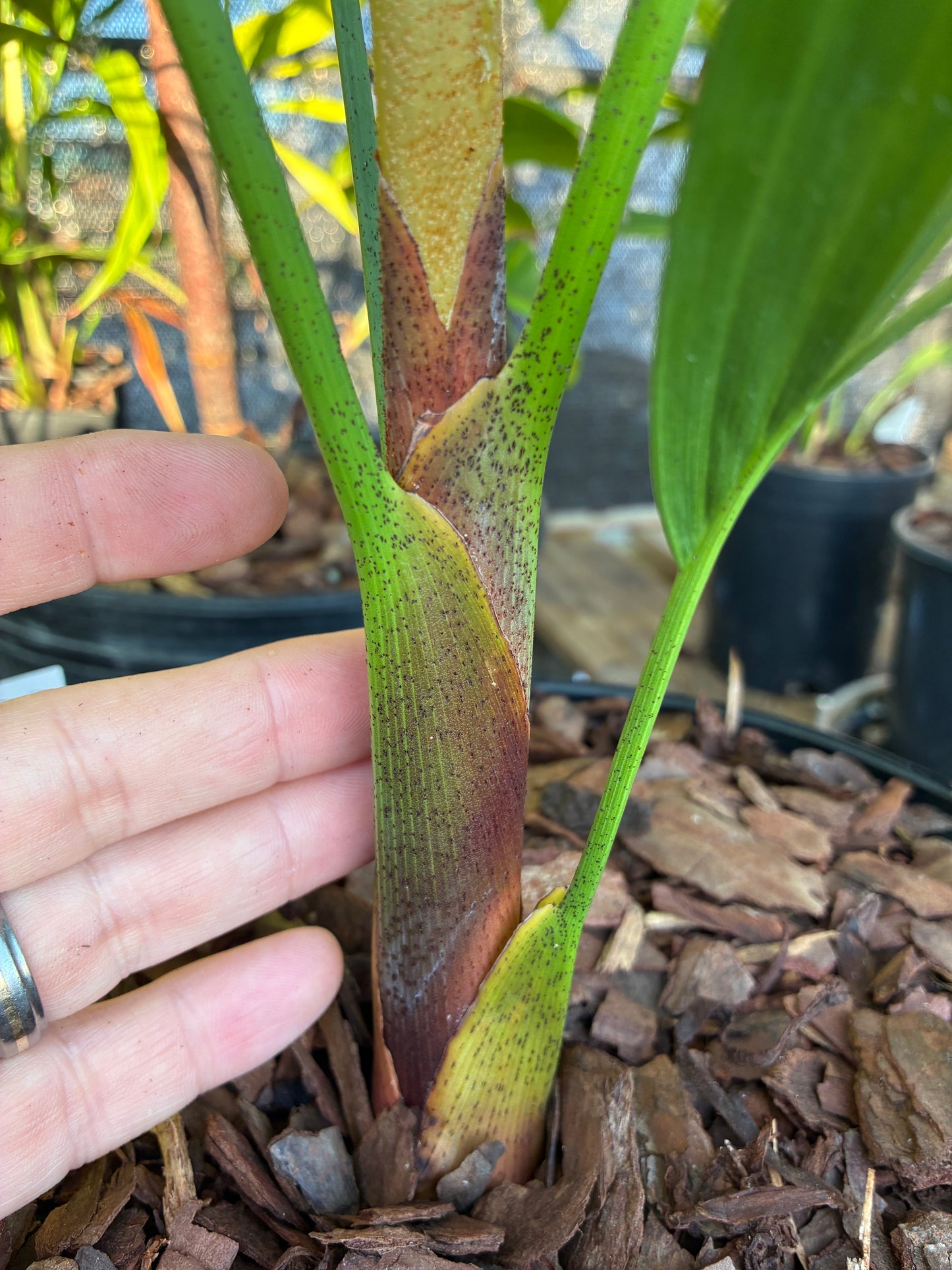 Golden Triangle Palm- Dypsis lutescens x decaryi- Golden Cane Hybrid Areca Tree