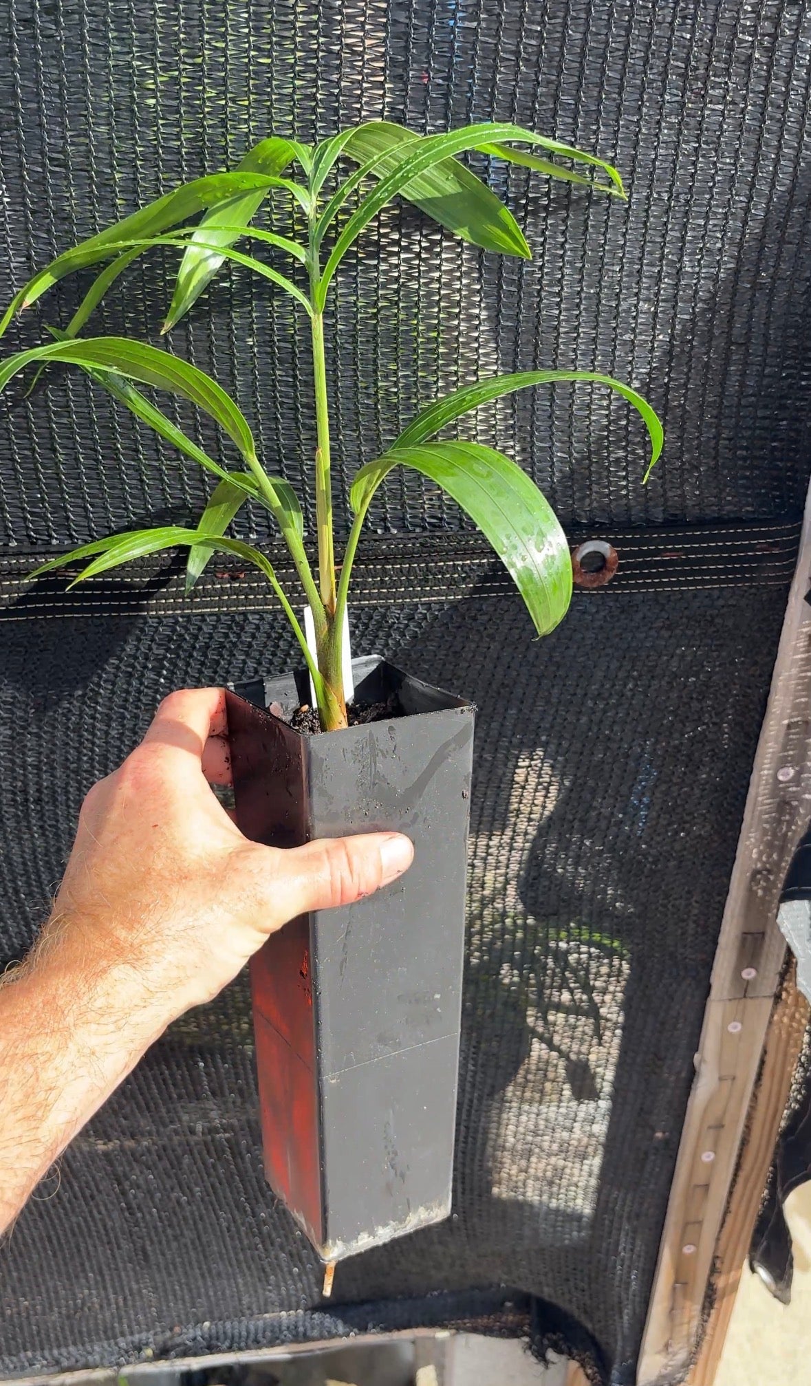 Silver Triangle Hybrid (C. blackii x decaryi) live Dypsis palm tree