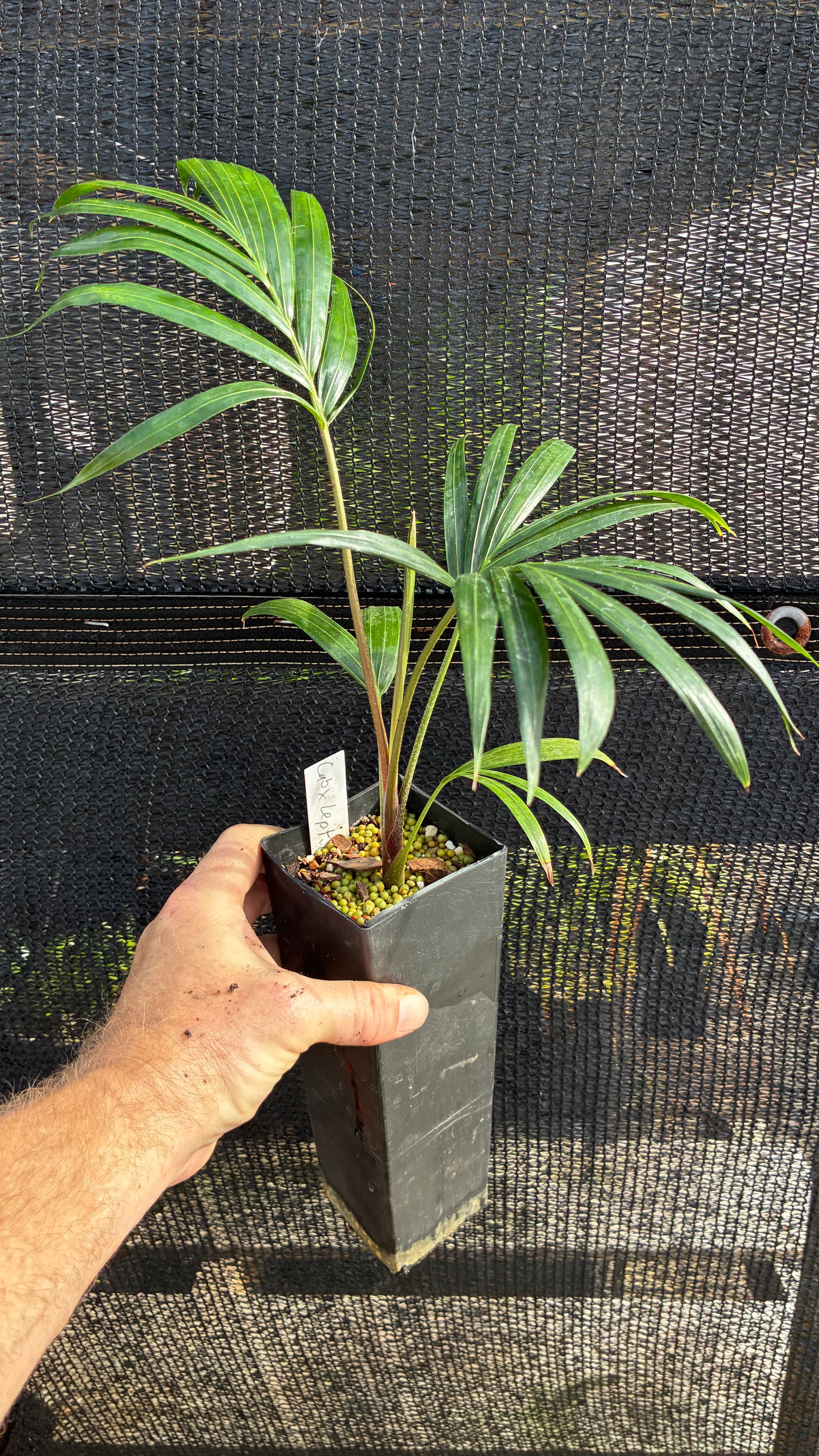 Fuzzy Cabada Palm- Dypsis cabadae x leptocheilos- RED & BLUE Stems! Cabada Teddybear Hybrid