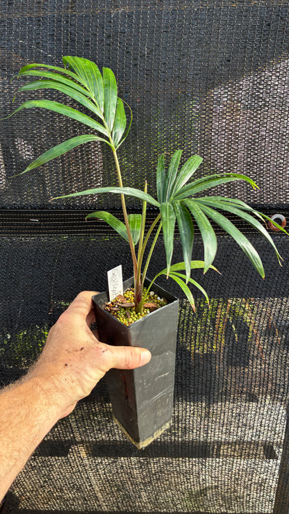 Fuzzy Cabada Palm- Dypsis cabadae x leptocheilos- RED & BLUE Stems! Cabada Teddybear Hybrid