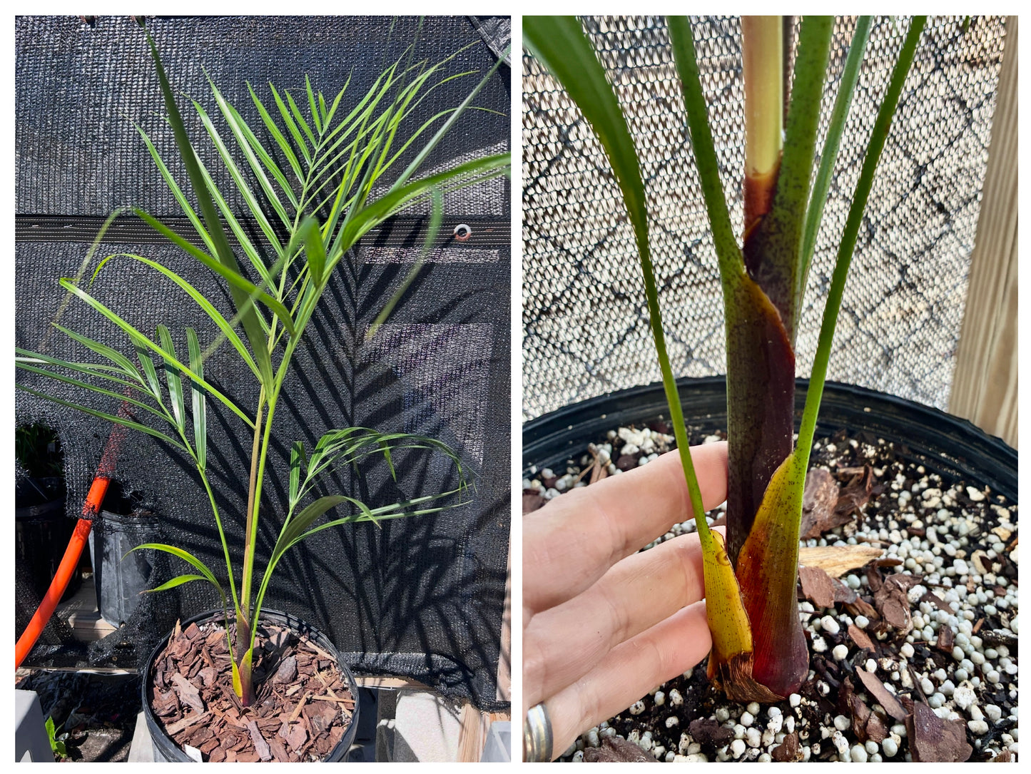 Golden Triangle Palm- Chrysalidocarpus (Dypsis) lutescens x decaryi- Golden Cane Hybrid