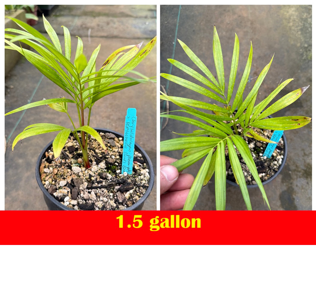 Sandy Bear Palm (Chrysalidocarpus psammophilus x leptocheilos; Dypsis psammophila x leptocheilos)