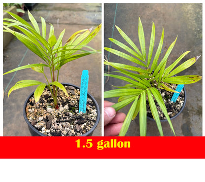Sandy Bear Palm (Chrysalidocarpus psammophilus x leptocheilos; Dypsis psammophila x leptocheilos)