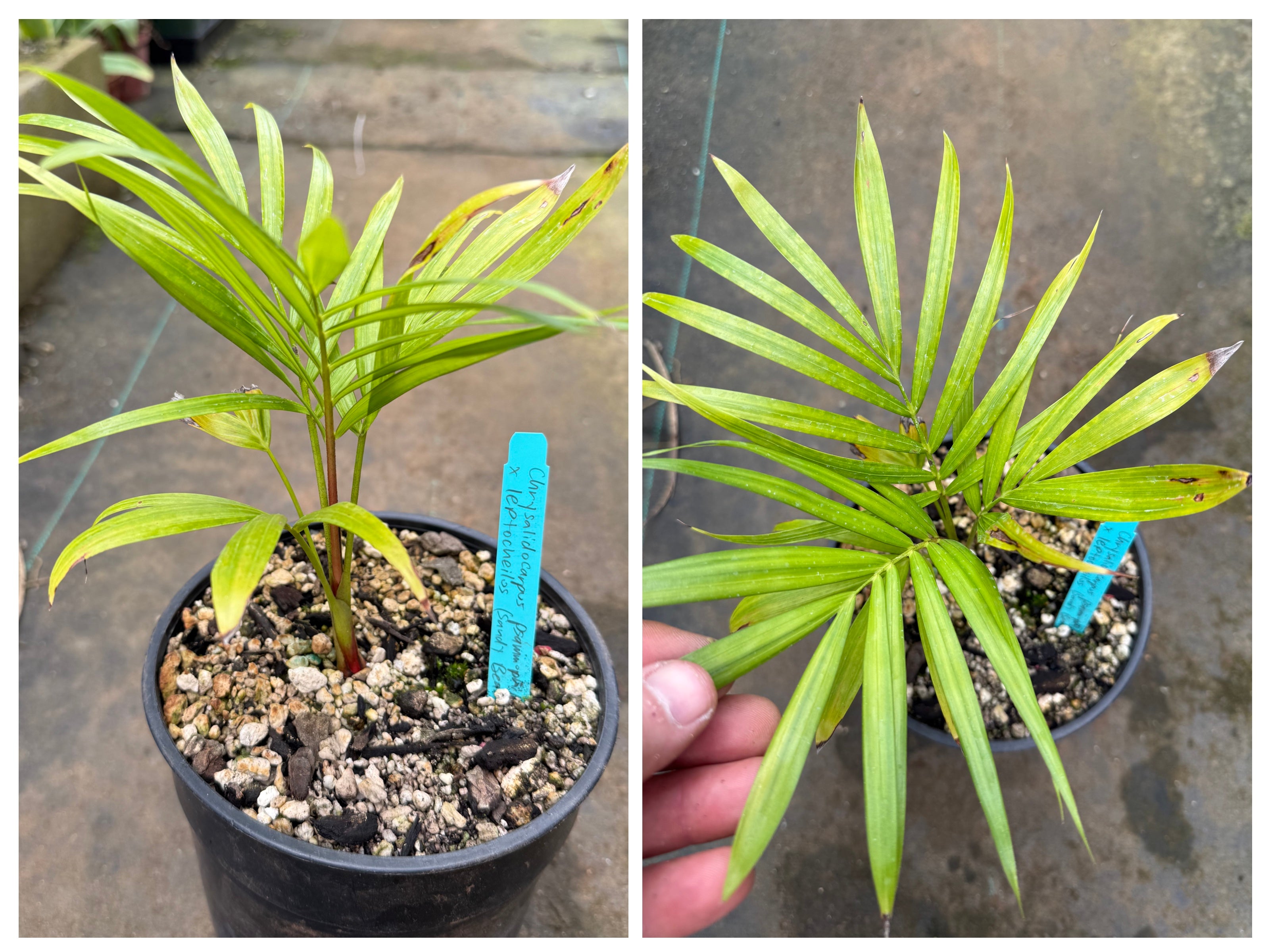 Sandy Bear Hybrid- Dypsis psammophila x leptocheilos RED STEM palm
