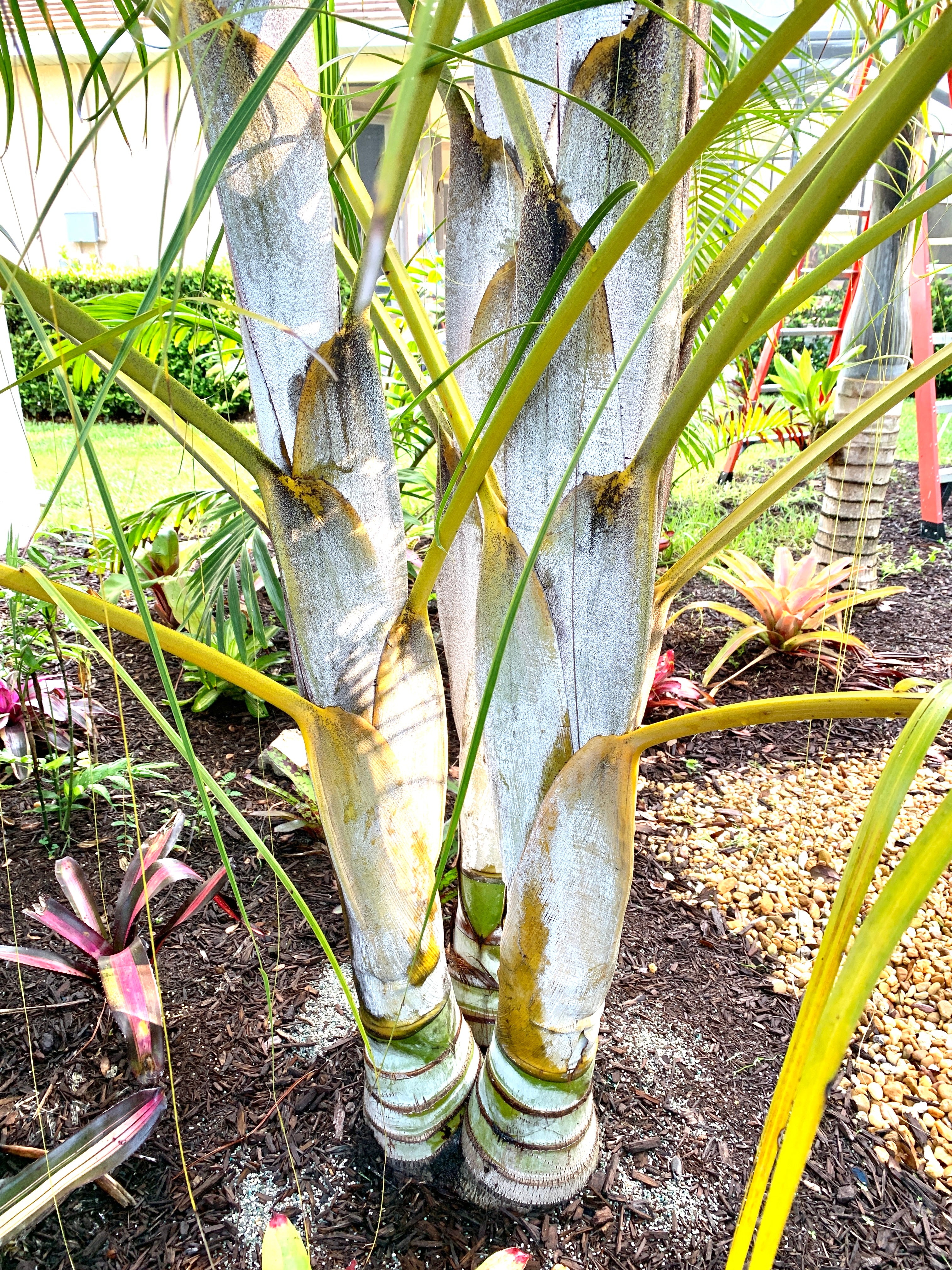 Mail-Order Palms – Seabreeze Nurseries Inc