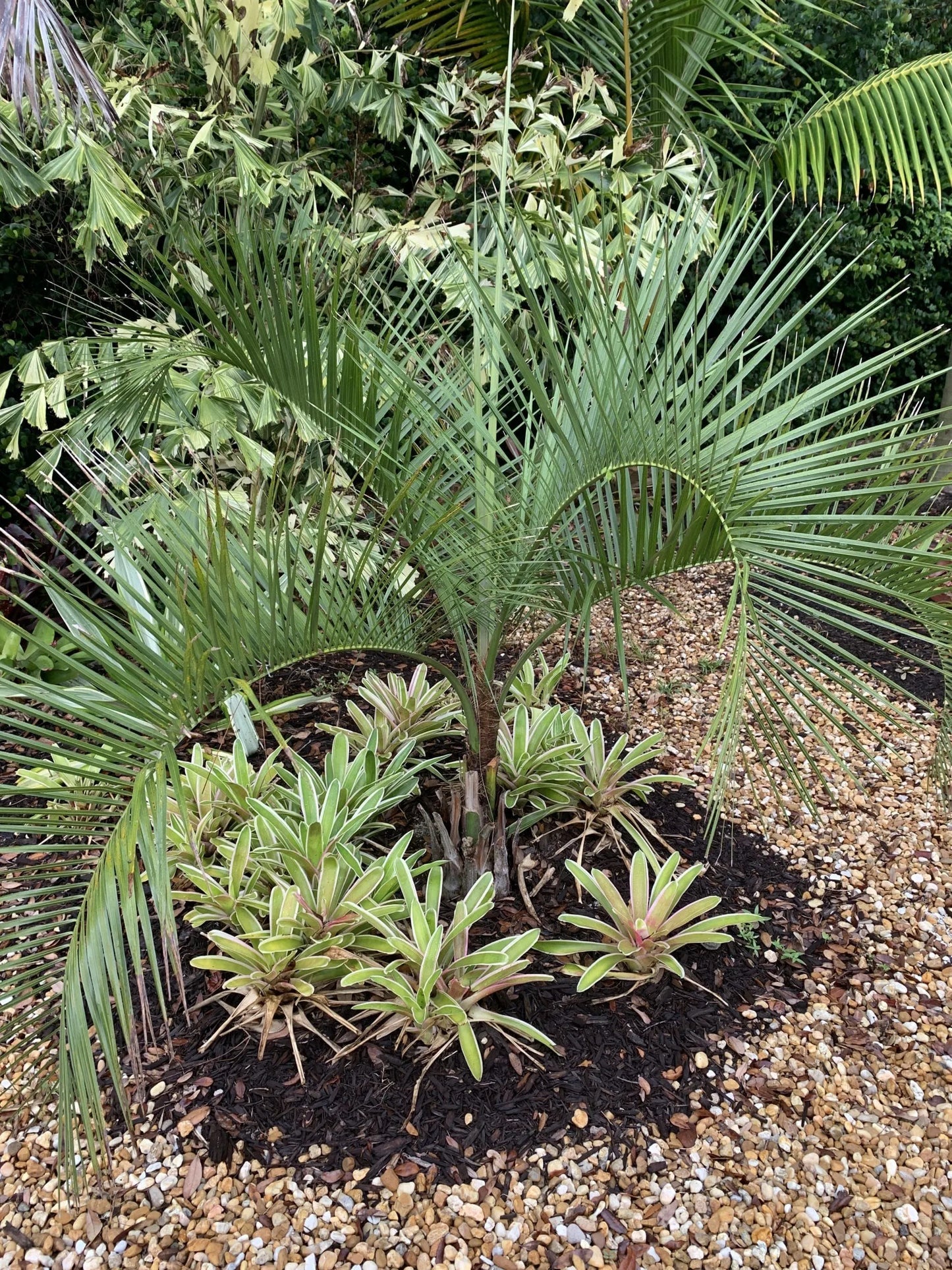 Mule Palm Tree (Butia odorata x Syagrus romanzoffiana)