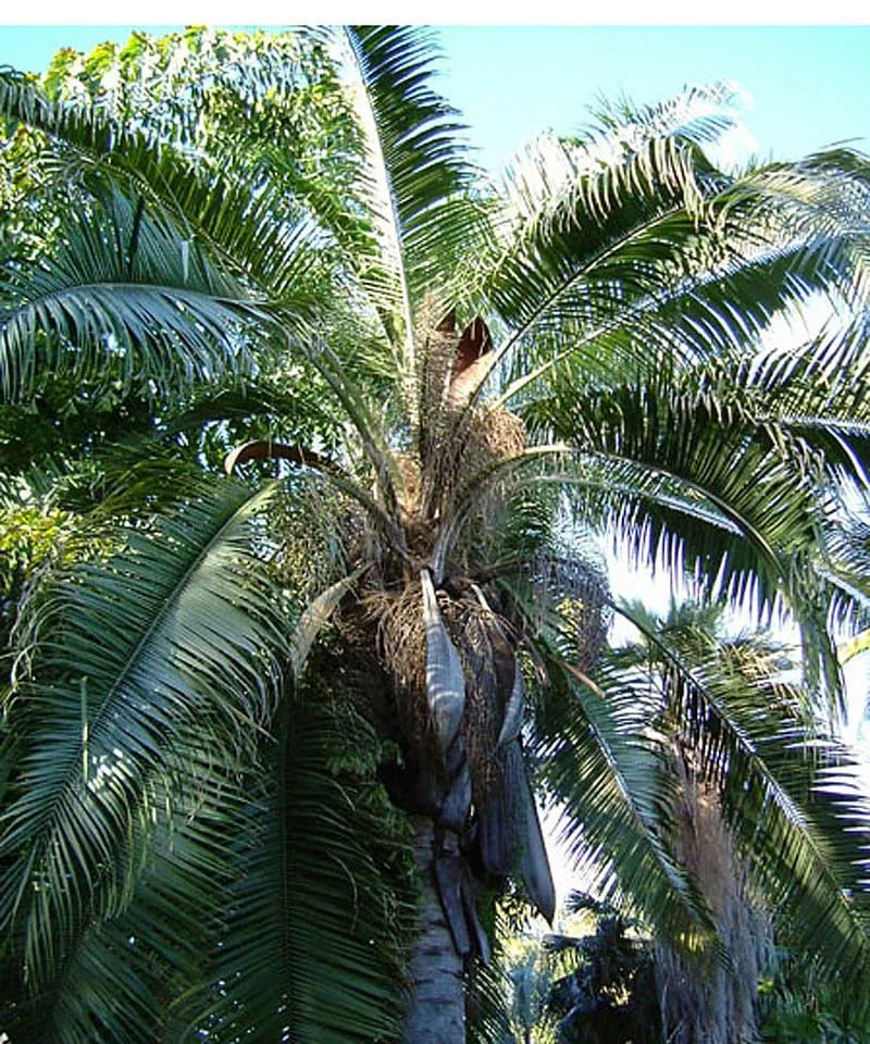 Mule Palm Tree (Butia odorata x Syagrus romanzoffiana)