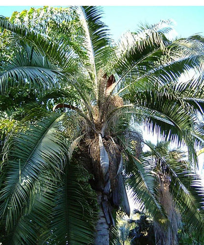 Mule Palm Tree (Butia odorata x Syagrus romanzoffiana)