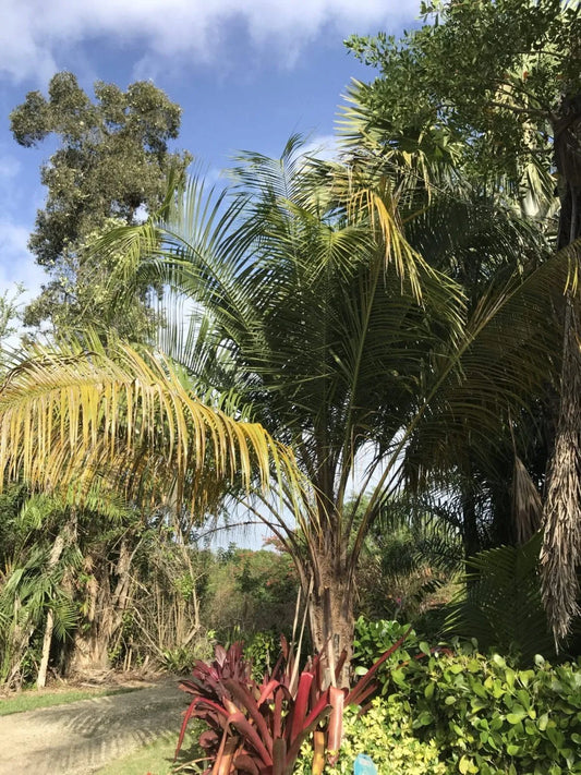 Mule Palm Tree (Butia odorata x Syagrus romanzoffiana)