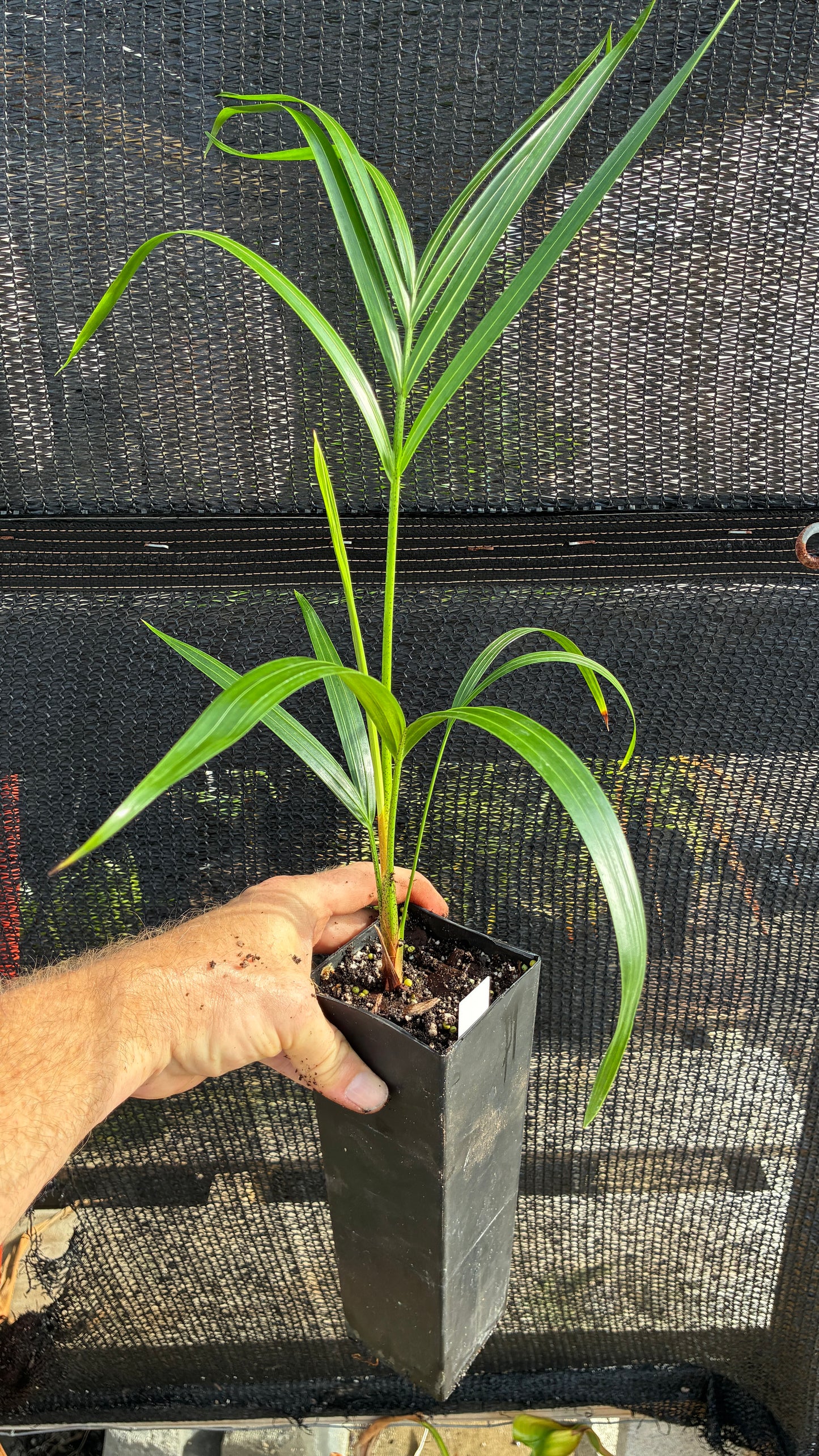 Golden Triangle Palm- Dypsis lutescens x decaryi- Golden Cane Hybrid Areca Tree