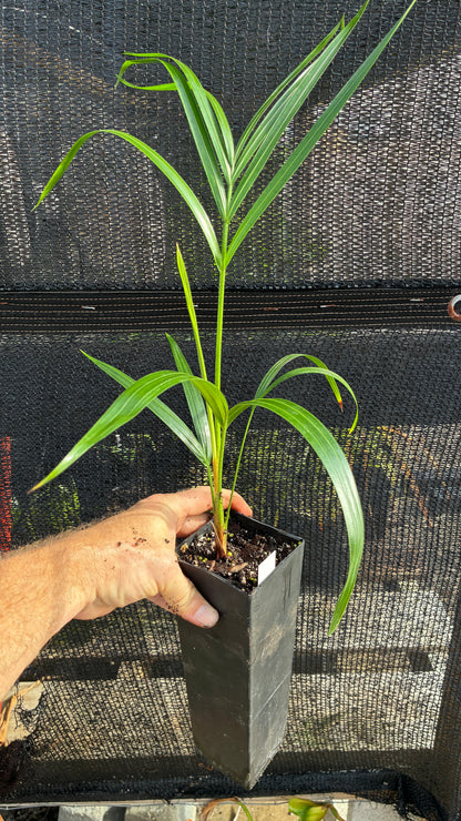 Golden Triangle Palm- Dypsis lutescens x decaryi- Golden Cane Hybrid Areca Tree