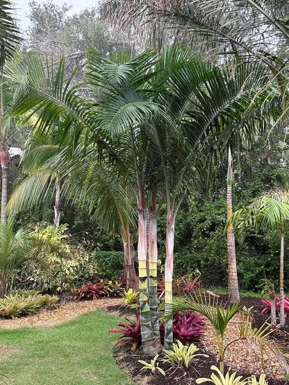 White Triangle Palm (Chrysalidocarpus cabadae x decaryi; Dypsis cabadae x decaryi)