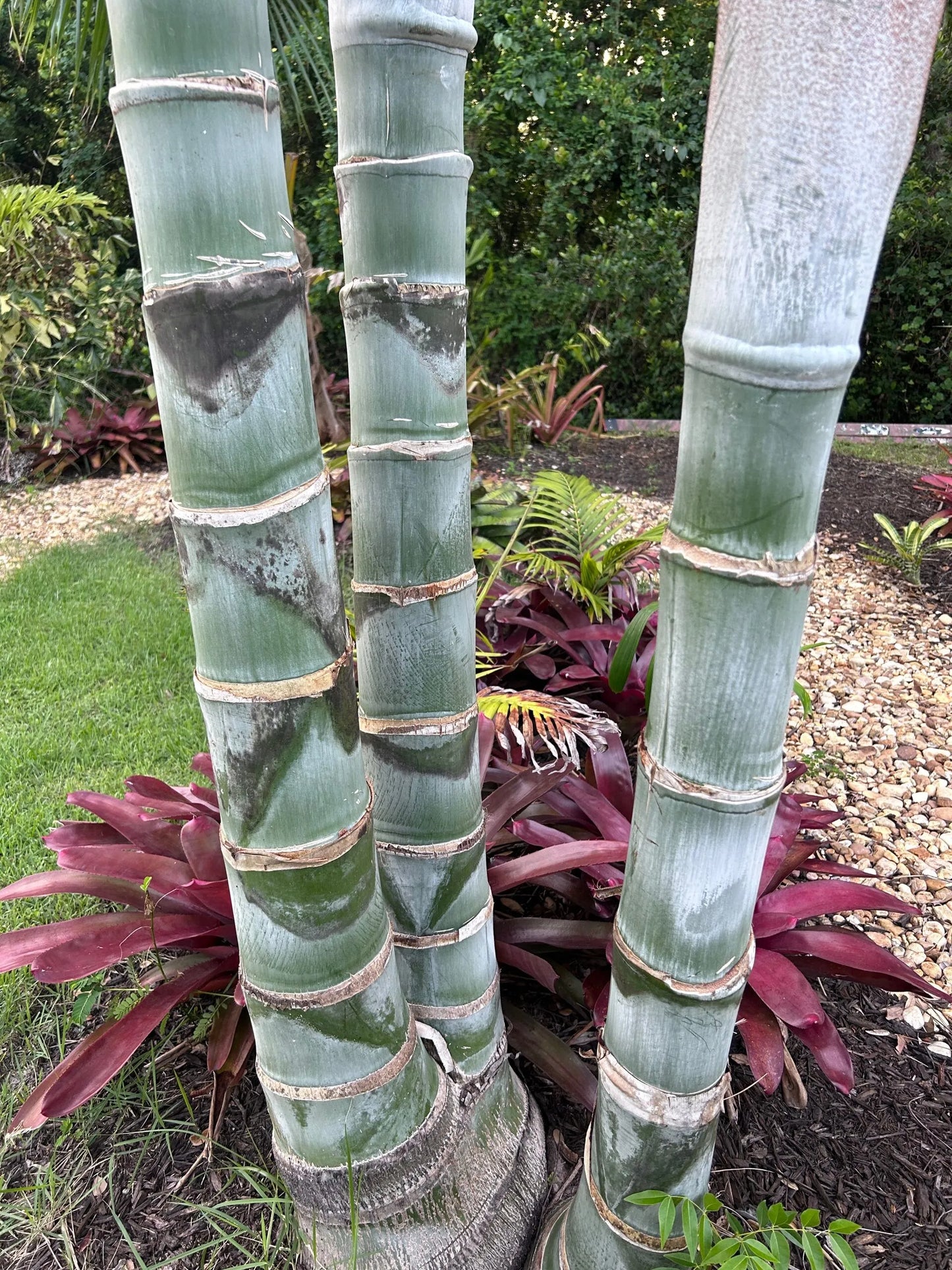 White Triangle Palm (Chrysalidocarpus cabadae x decaryi; Dypsis cabadae x decaryi)