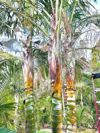 Golden Triangle Palm (Chrysalidocarpus lutescens x decaryi; Dypsis lutescens x decaryi)