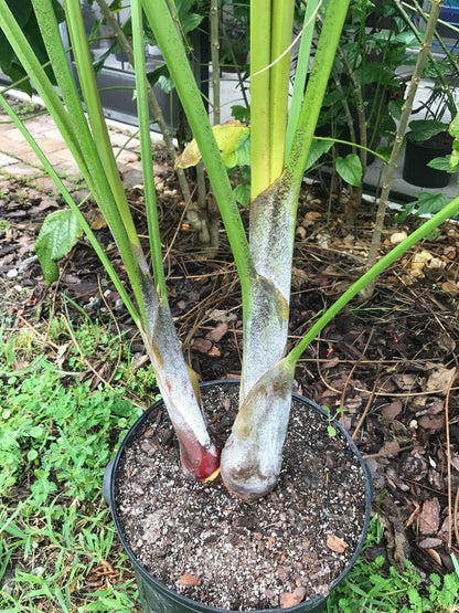 Golden Triangle Palm (Chrysalidocarpus lutescens x decaryi; Dypsis lutescens x decaryi)
