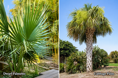 Sabal xBrozoriensis (AVAILABLE SUMMER '26)