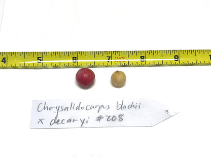 Silver Triangle Palm (Chrysalidocarpus blackii x decaryi; Dypsis blackii x decaryi)