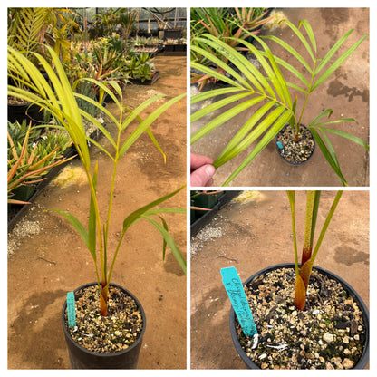 Golden Triangle Palm- Chrysalidocarpus (Dypsis) lutescens x decaryi- Golden Cane Hybrid